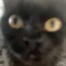 @_discord_295130112150470656:t2bot.io