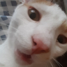 @_discord_446121514711121933:t2bot.io