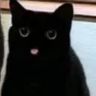@_discord_221870782219812865:t2bot.io