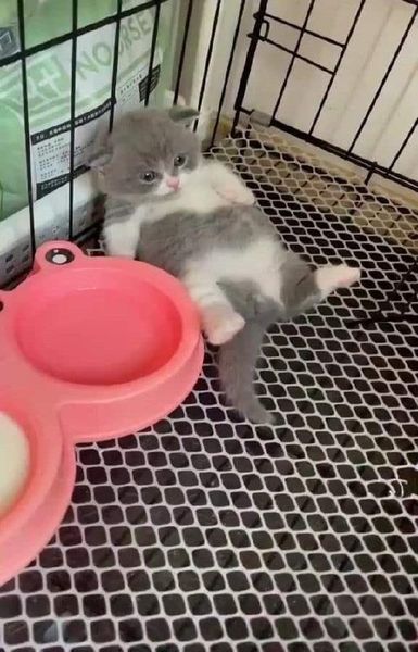image.jpeg