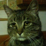 @_discord_228235874435858433:t2bot.io
