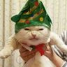 @telegram_799916344:t2bot.io