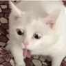 @_discord_160811104476463104:t2bot.io