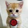 @_discord_297442839690739713:t2bot.io