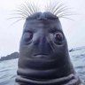@_discord_499777955459760141:t2bot.io