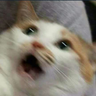 @_discord_281503102367039499:t2bot.io