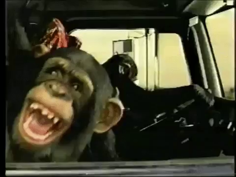 giphy.mp4