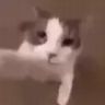 @_discord_908779323765432350:t2bot.io
