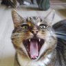 @_discord_904693788566495253:t2bot.io