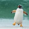 @penguintrinity:tchncs.de