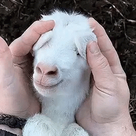 goat.gif