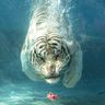 @telegram_100085484:tchncs.de