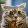 @telegram_1124254148:tchncs.de