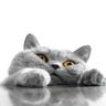 @telegram_173034251:tchncs.de