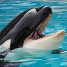 @orca:tchncs.de
