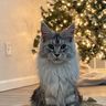 @maine_coon:the-apothecary.club