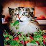 @saladcat:xentonix.net